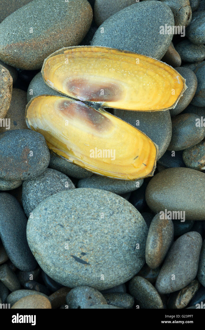 Galets sur South Beach, Olympic National Park, Washington Banque D'Images