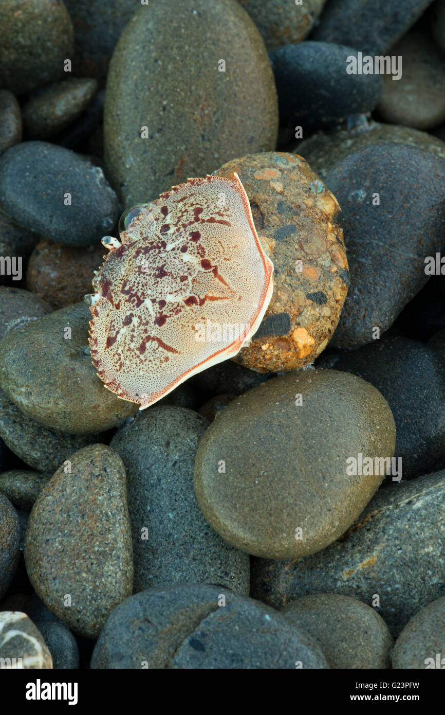 Galets sur South Beach, Olympic National Park, Washington Banque D'Images