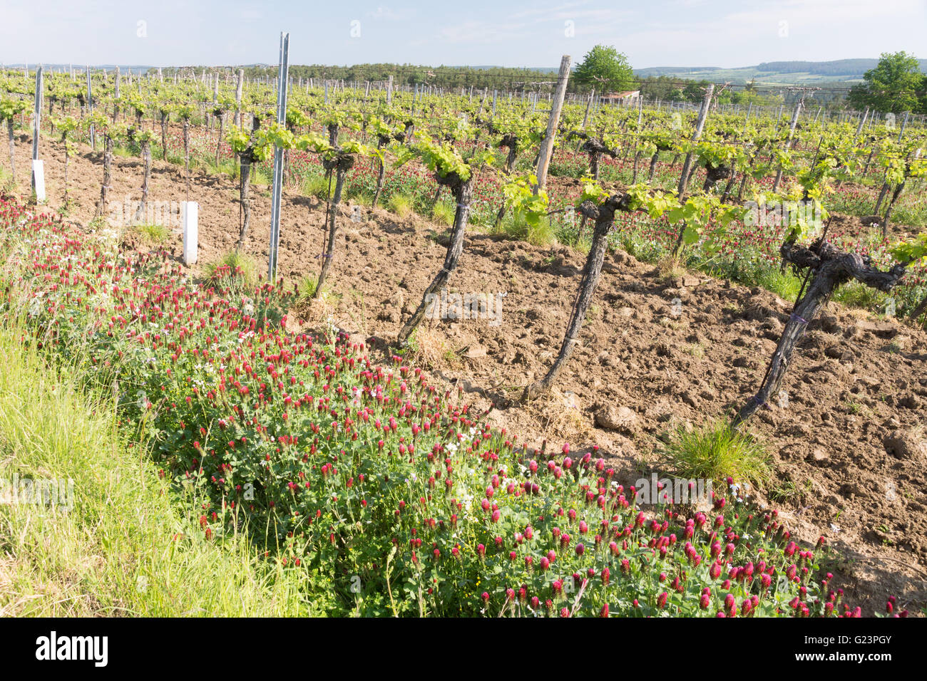 Le trèfle incarnat croissantes entre vignes en Autriche pour la fixation de l'azote Banque D'Images