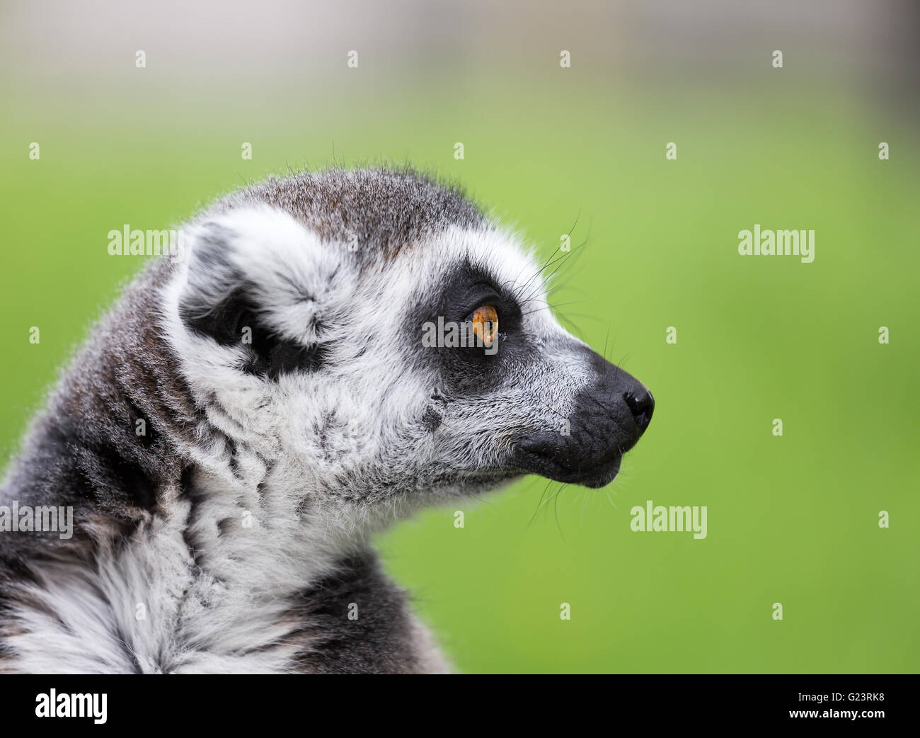 Close up portrait of ring tailed lemur Banque D'Images