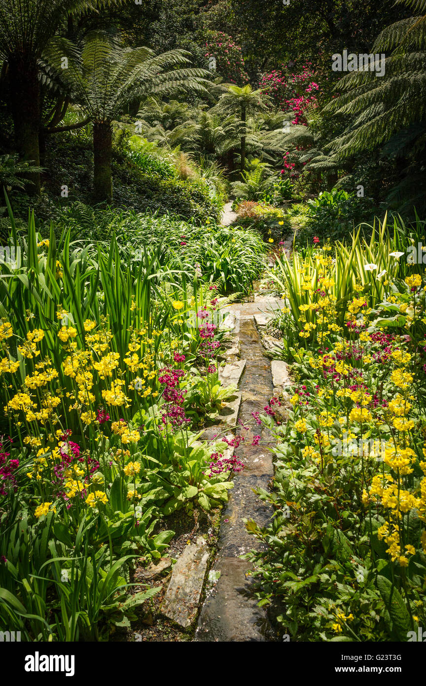 Les jardins subtropicaux de Trebah à Cornwall. Banque D'Images