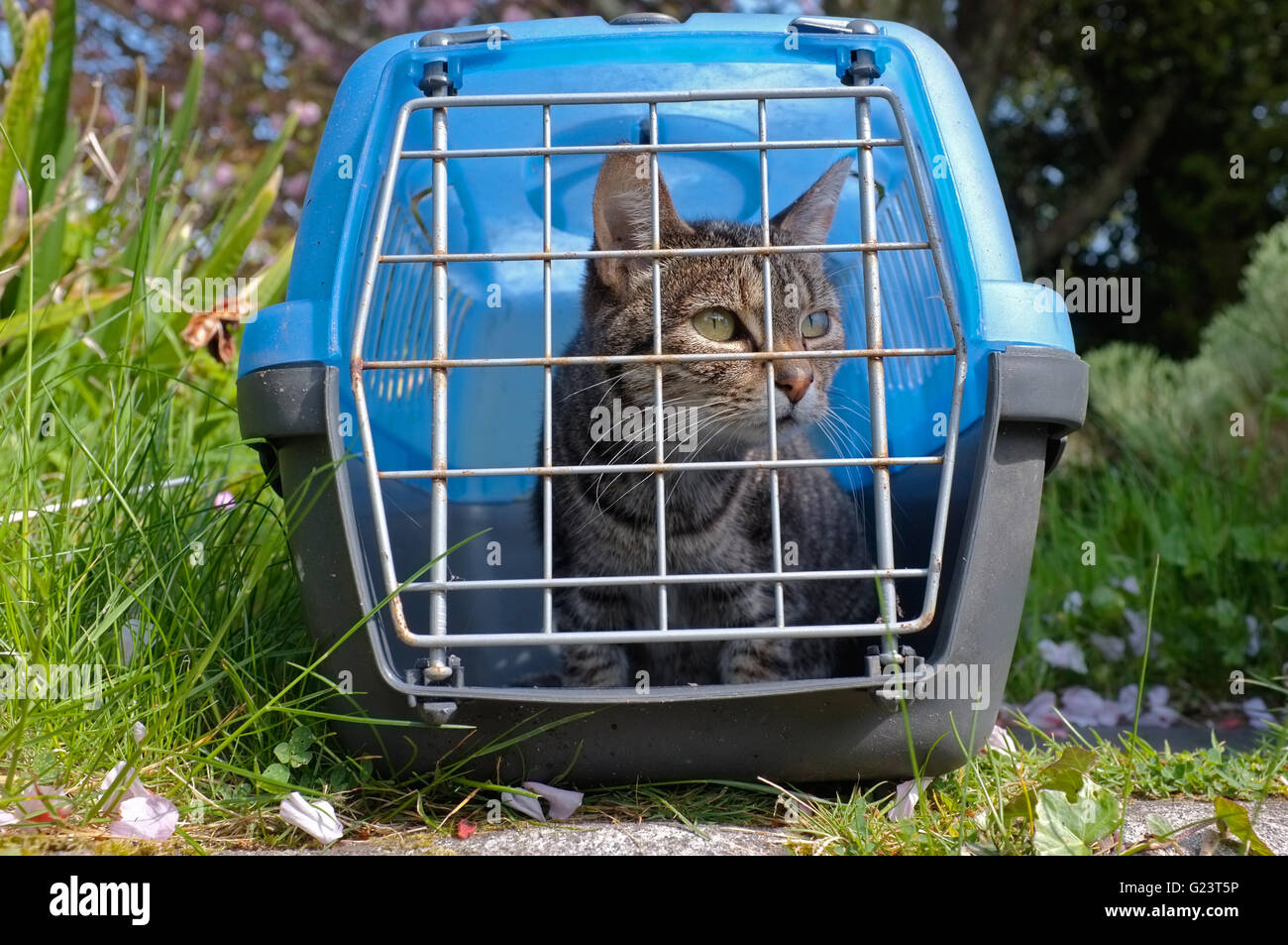 Cat derrière les barreaux du panier Banque D'Images