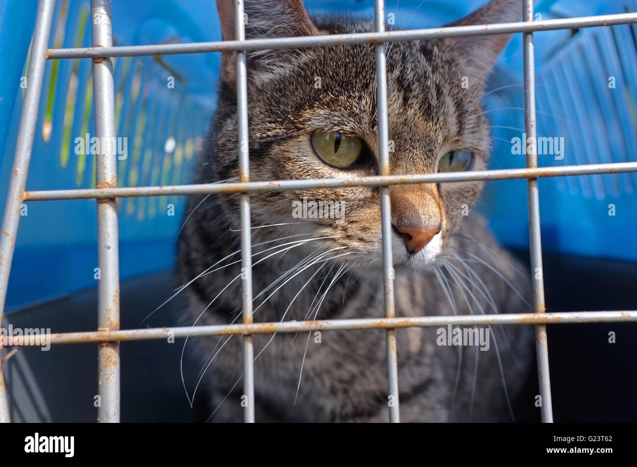 Cat derrière les barreaux du panier Banque D'Images