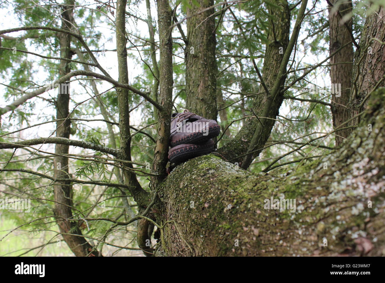 Chaussures en cuir sur un arbre. Banque D'Images