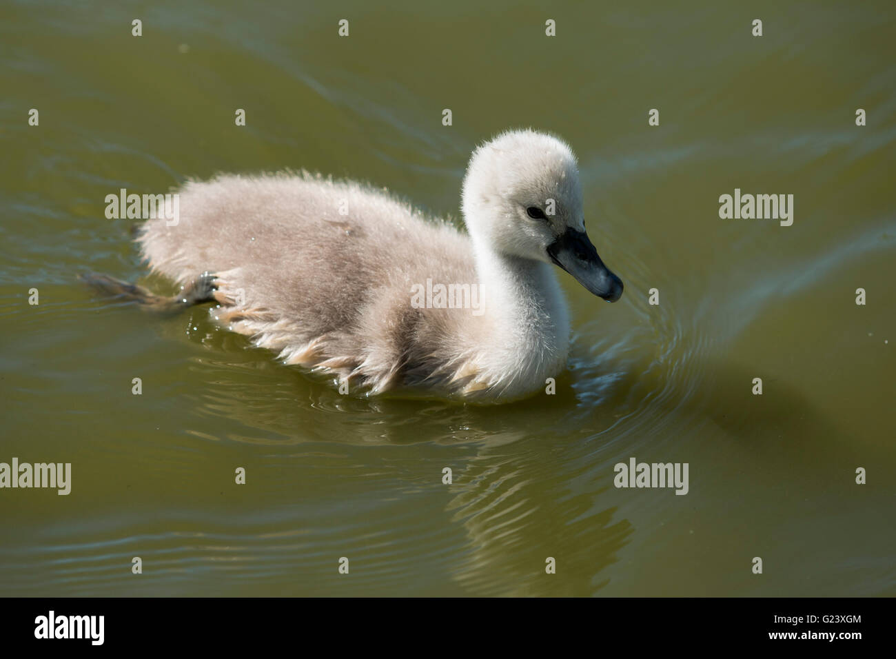 L'un des 6 cygnets sur Baffins étang, Portsmouth, Hampshire Banque D'Images