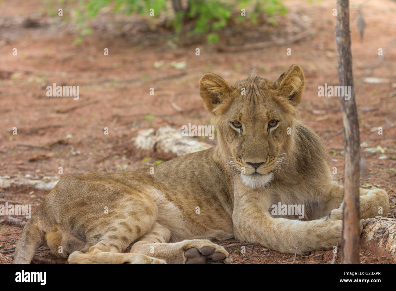 Lion en Zambie Banque D'Images
