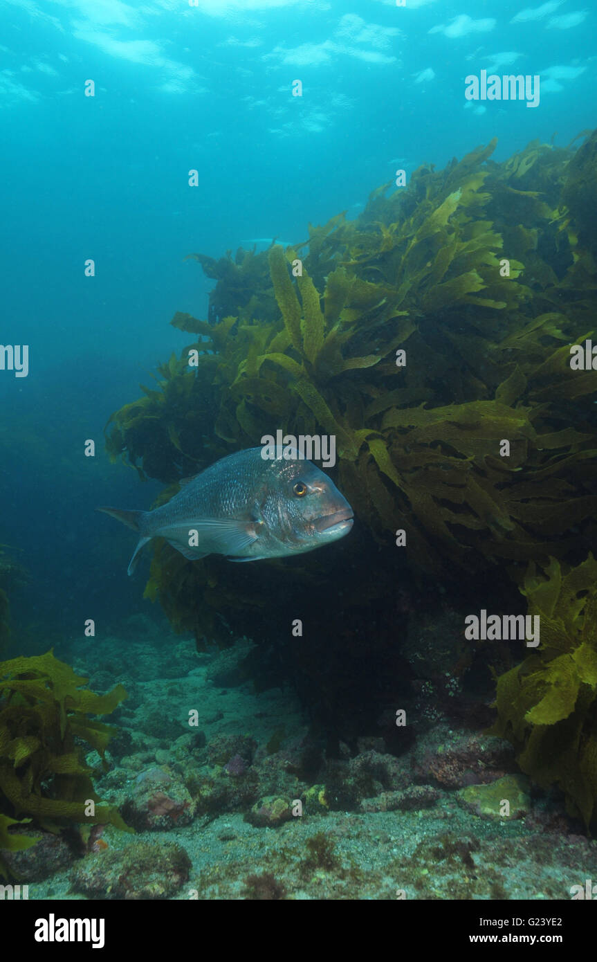 Australasian snapper Pagrus auratus Banque D'Images