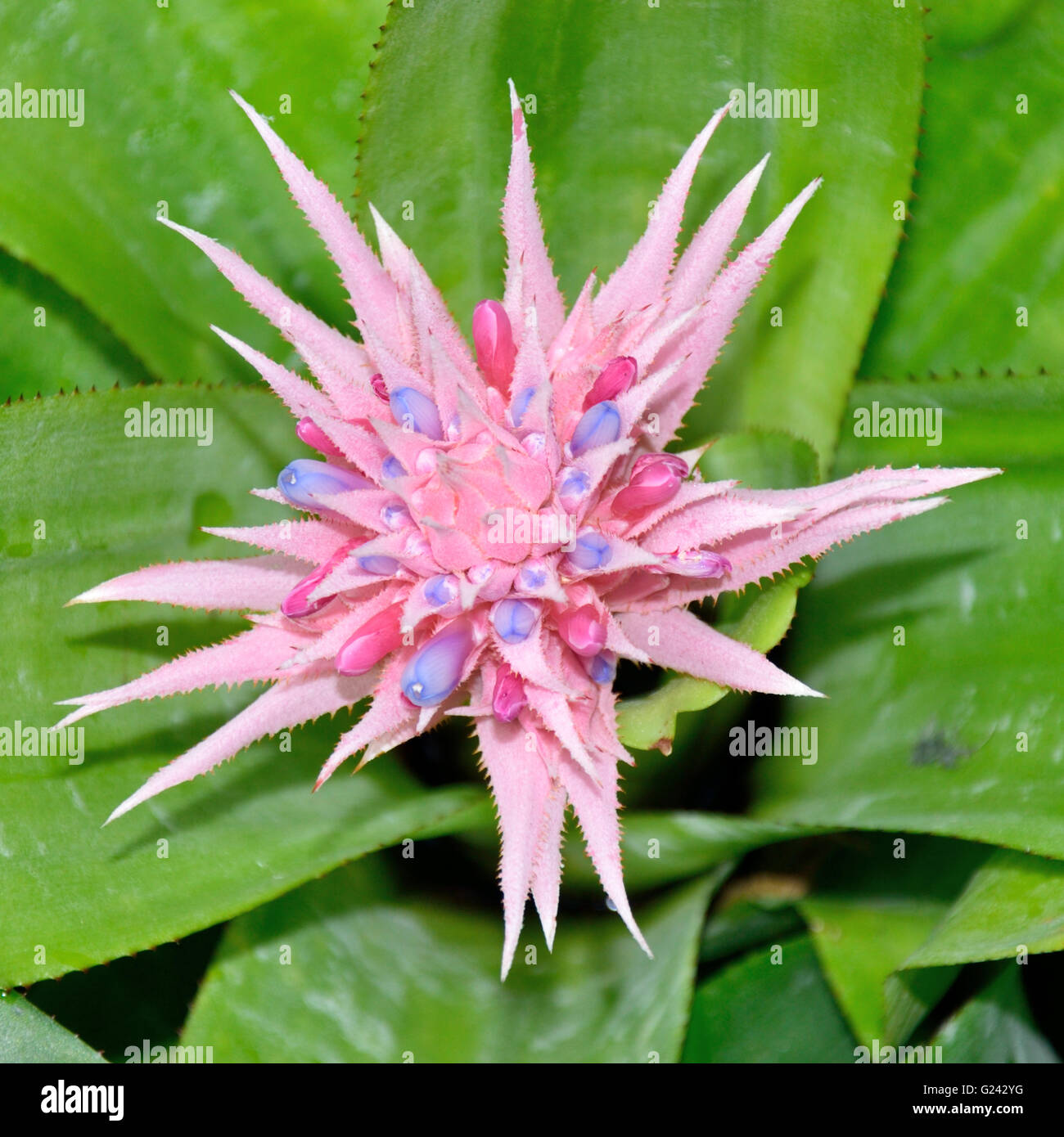L'Aechmea fasciata Banque D'Images
