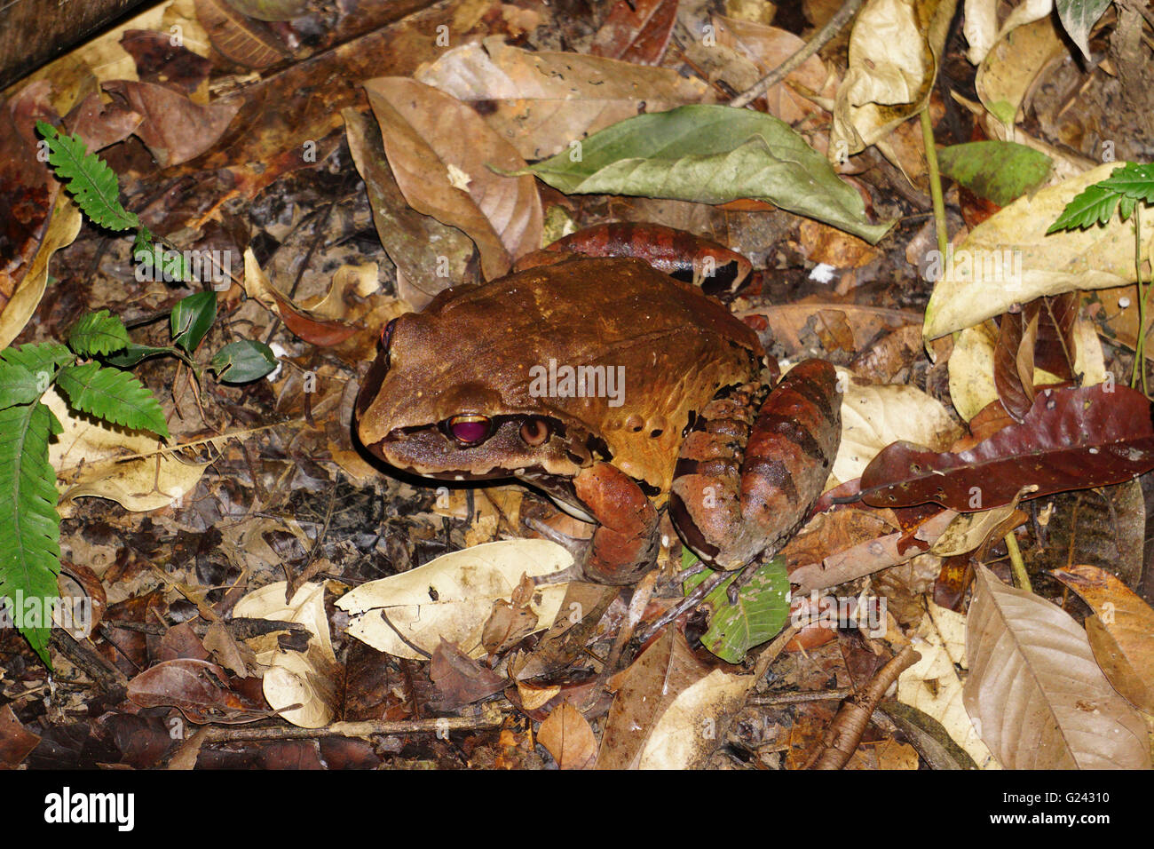 Poison dart frog (également connu sous le nom de dart-poison poison frog, grenouille ou anciennement connu sous le nom de poison arrow frog). Photographié dans la Peruv Banque D'Images