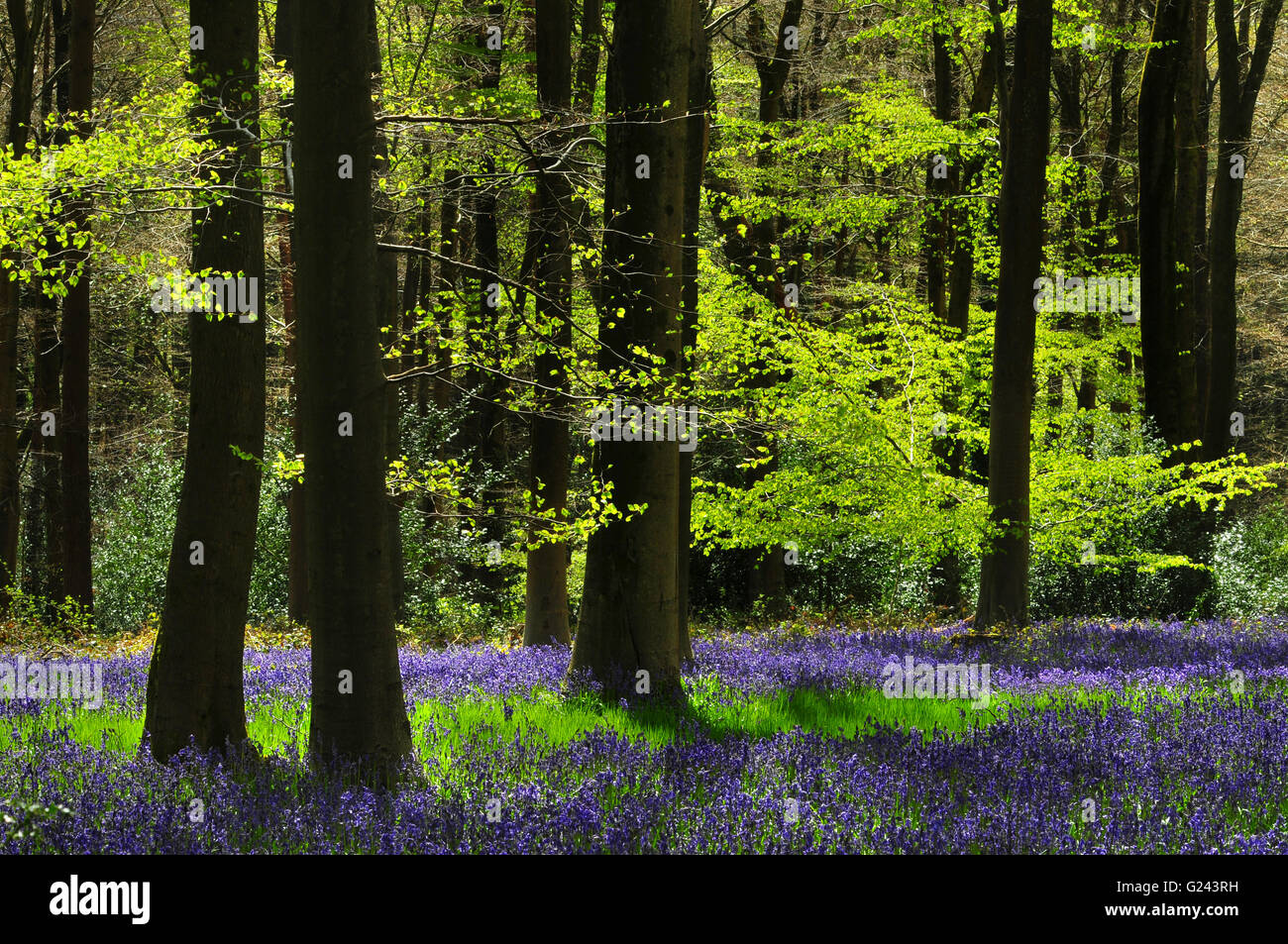 Bluebells à West Woods, Wiltshire, Royaume-Uni. Mai 2016 Banque D'Images