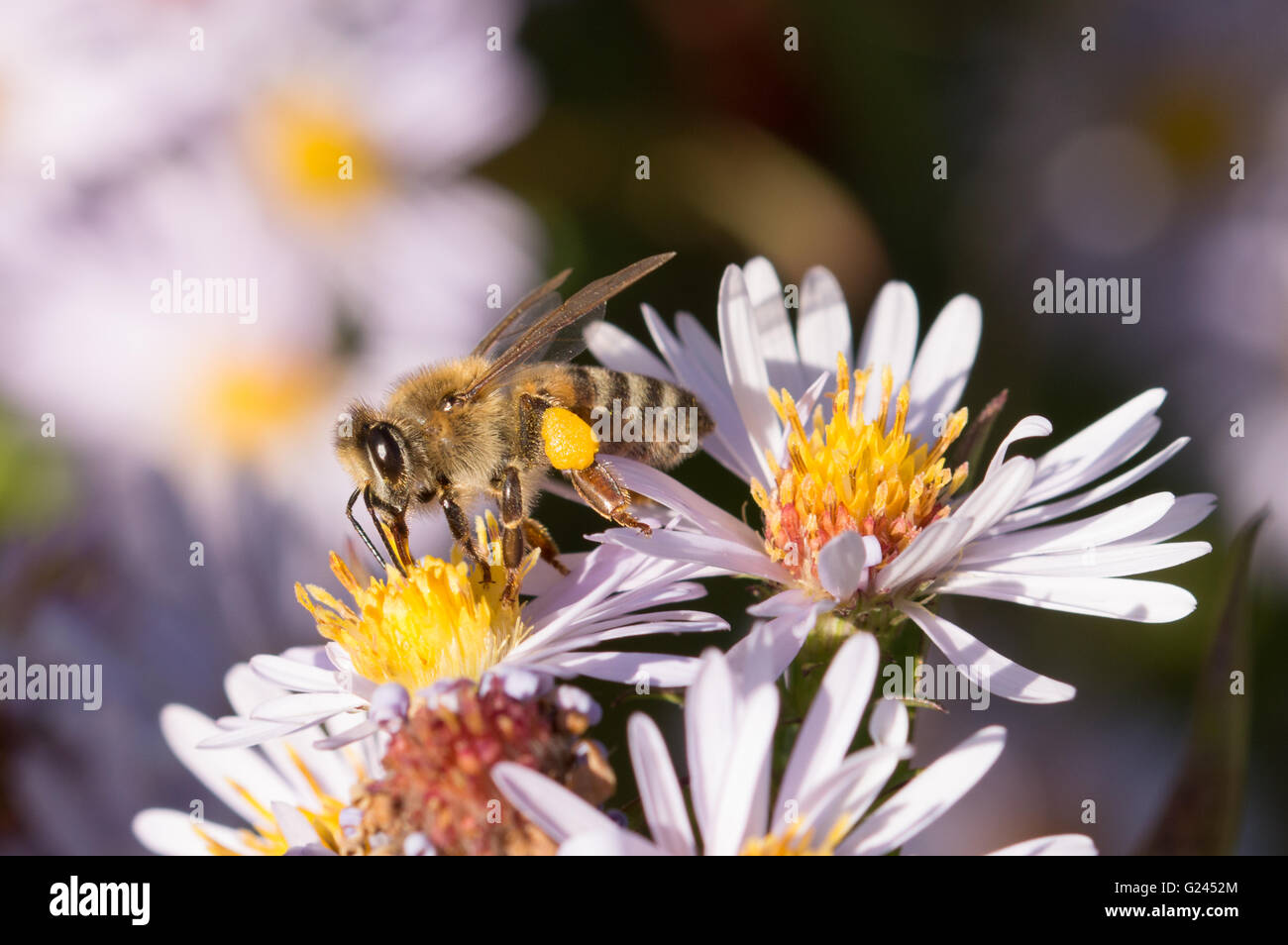 Un'abeille à miel (Apis mellifera) se nourrissant de fleurs de l'Aster. Banque D'Images