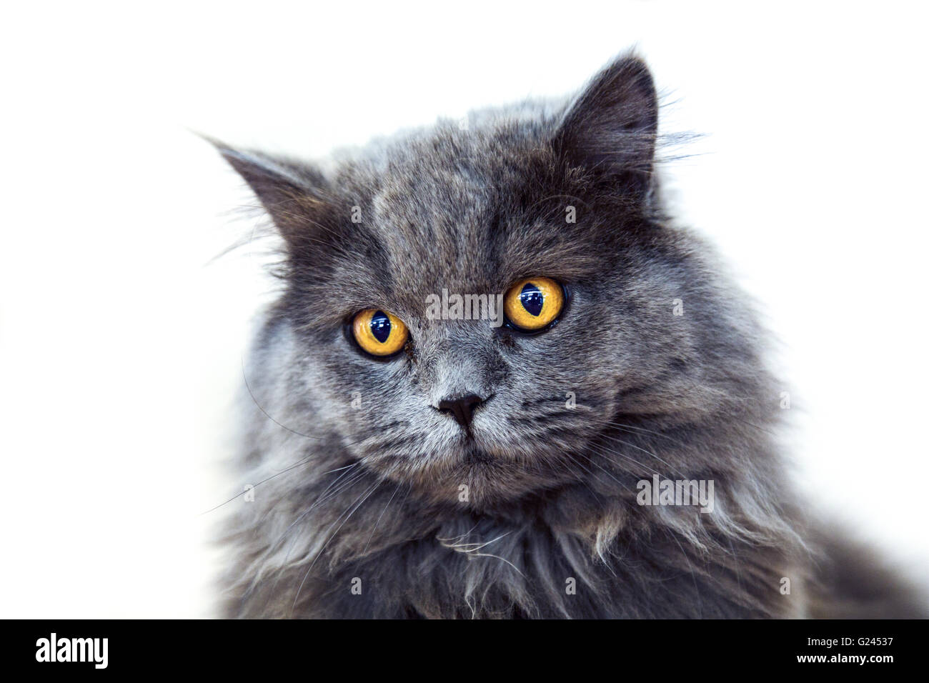 Joli Chat Gris A Poil Long Avec Des Yeux De Couleur Orange Surprenante A Directement A L Appareil Photo Photo Stock Alamy