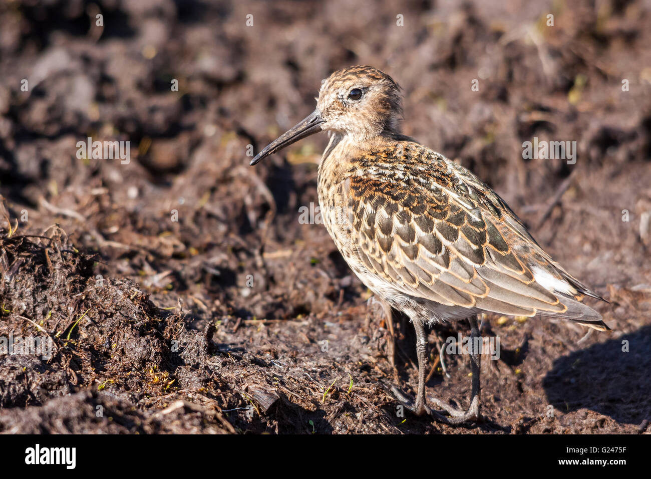 Le Bécasseau variable (Calidris alpina) Banque D'Images