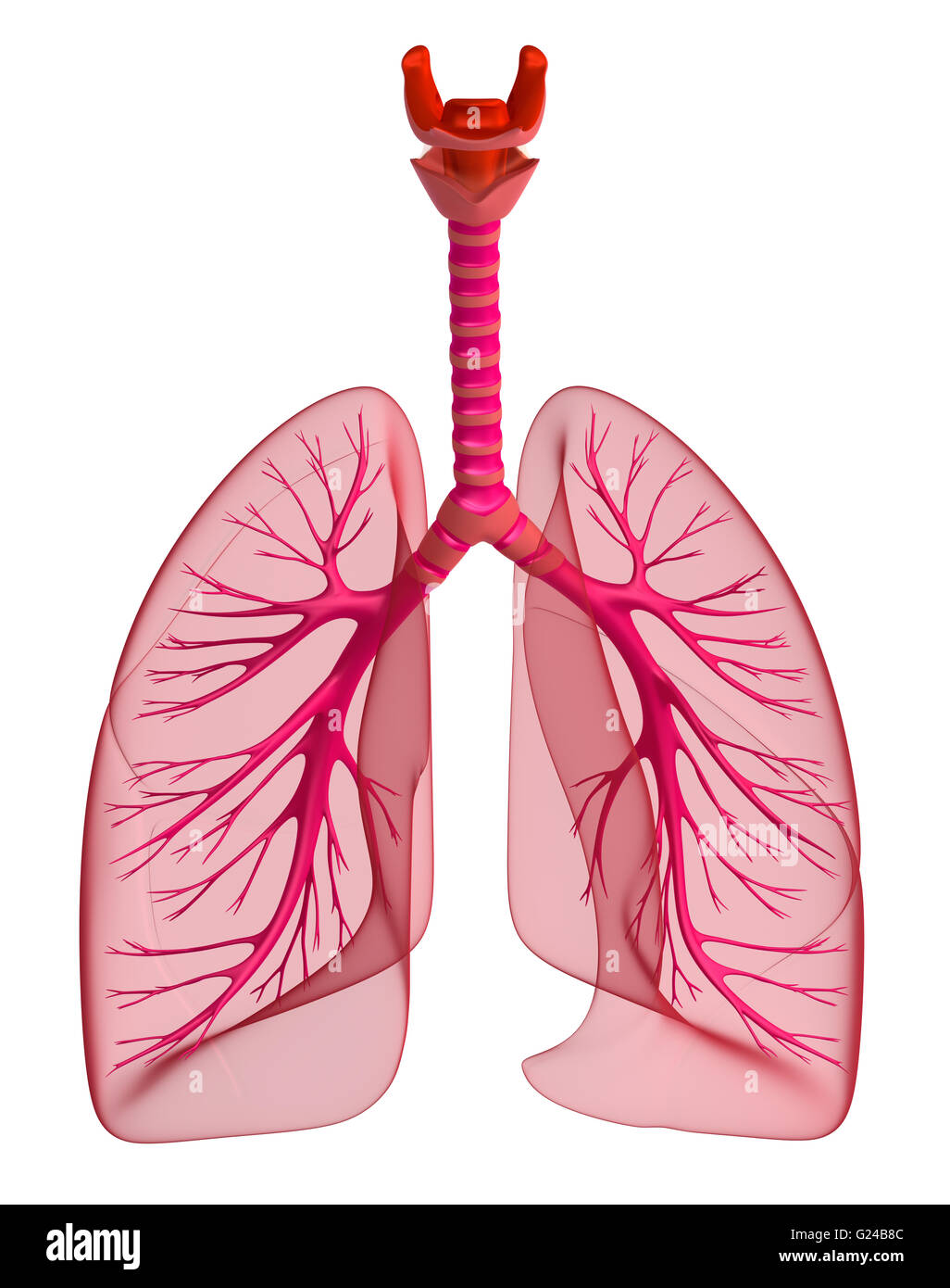 Poumons - système pulmonaire. Vue avant, isolated on white Banque D'Images