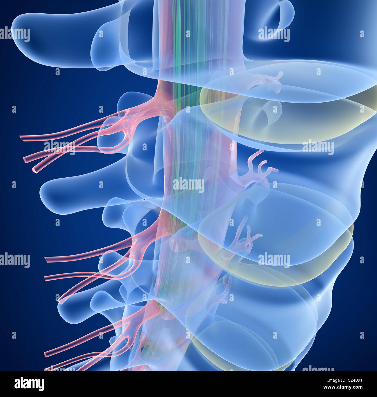 Colonne vertébrale humaine x-ray, en 3D render Banque D'Images