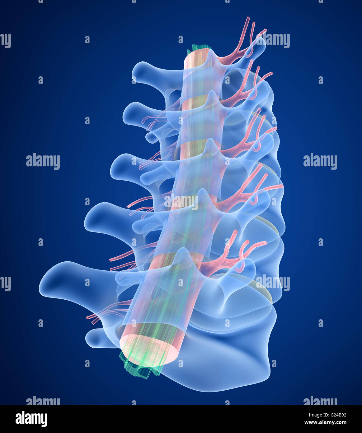 Colonne vertébrale humaine x-ray, en 3D render Banque D'Images