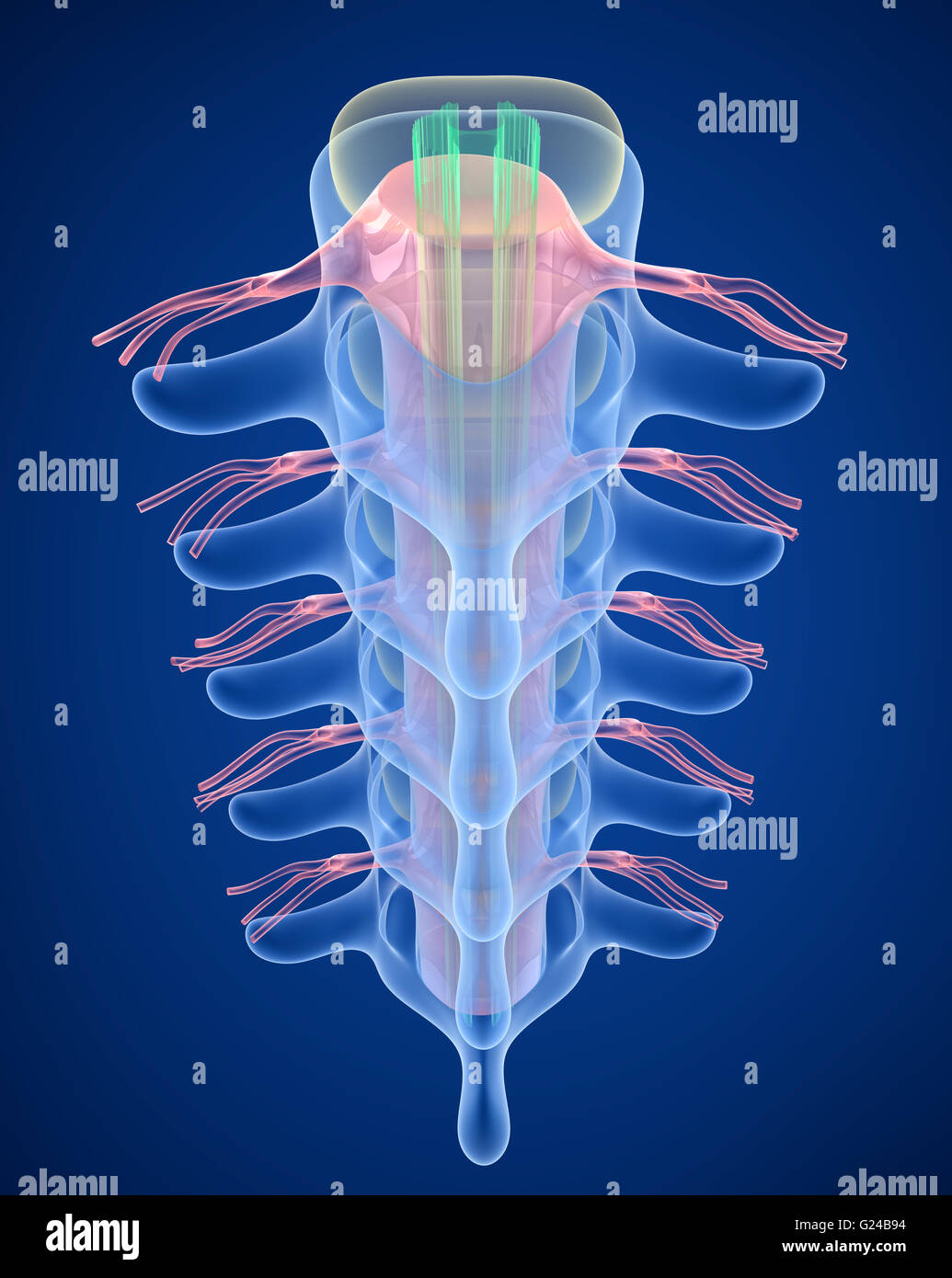 Colonne vertébrale humaine x-ray, en 3D render Banque D'Images