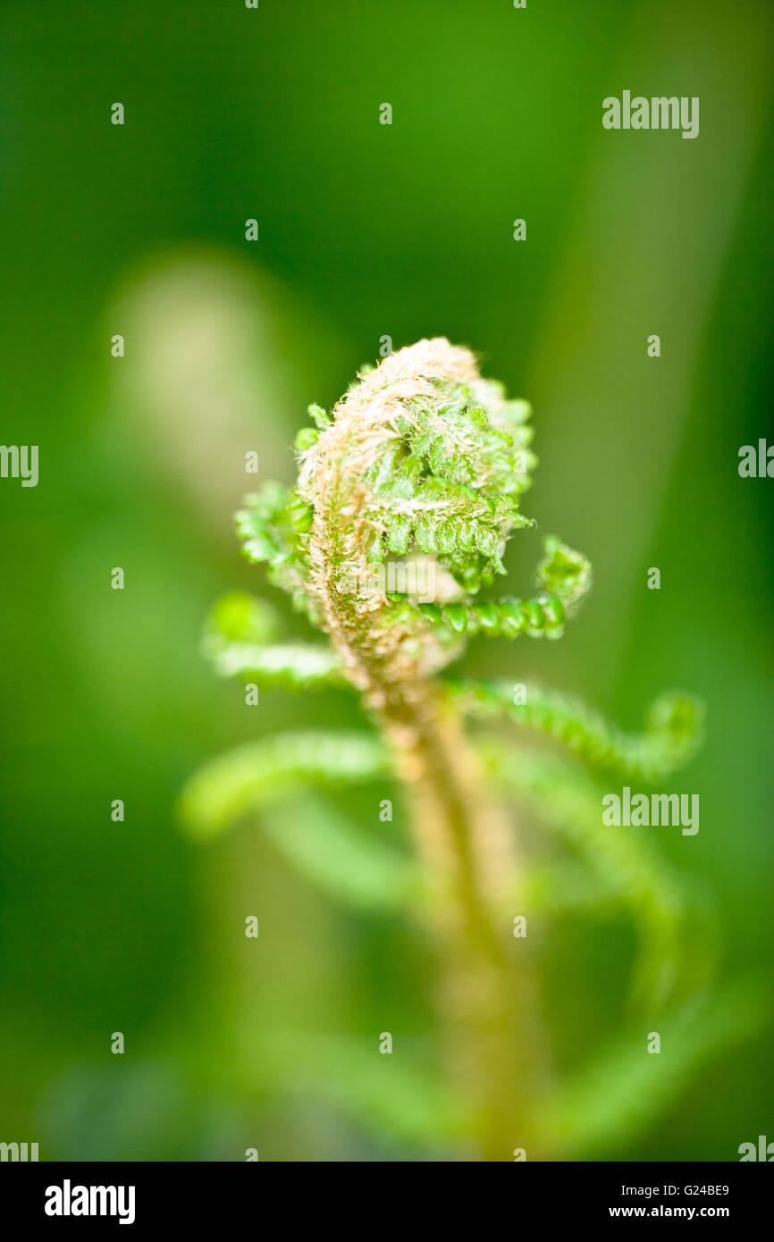 Fougère Pteridium aquilinum leaf lance à l'ouverture Banque D'Images