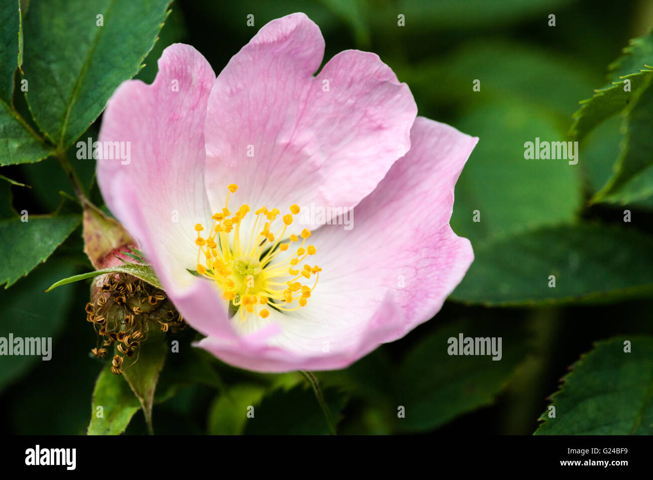 Dog rose rosa canina fleur Berkshire Royaume Uni Banque D'Images