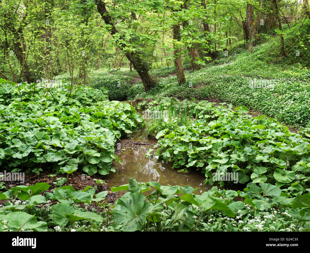 Mackintosh Park North Yorkshire Angleterre Knaresborough Banque D'Images