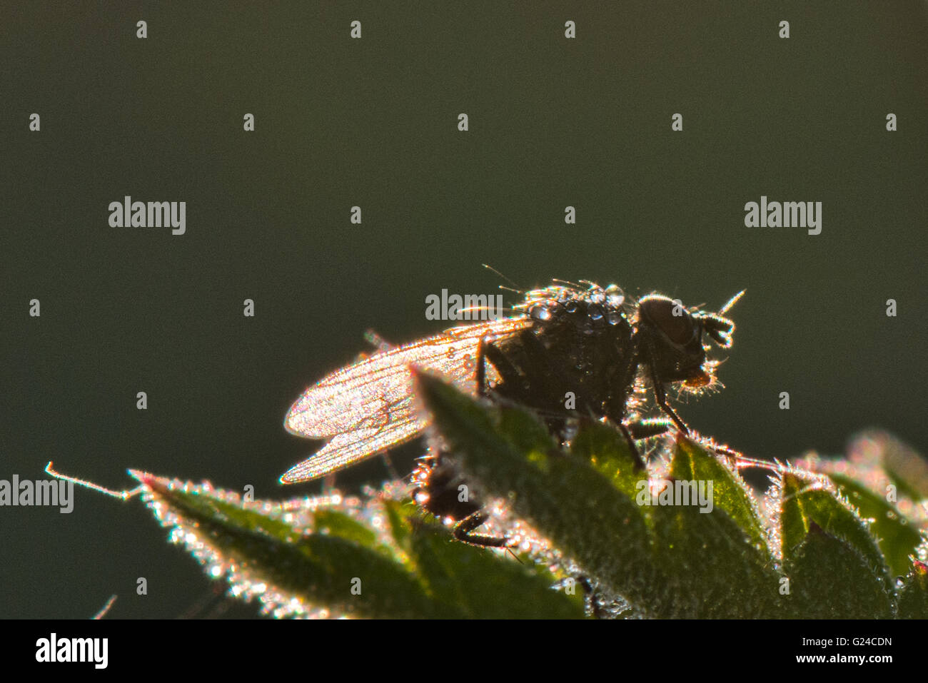 Petite mouche à viande Sarcophaga carnaria - couvert de rosée du matin au b-7540, España Banque D'Images