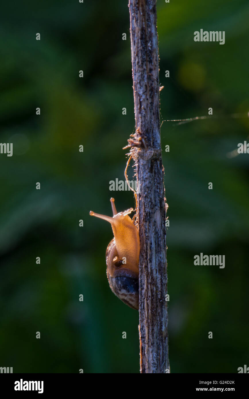 Brown Snail - Perforatella subrufescens Image prise tôt le matin au b-7540, España Banque D'Images
