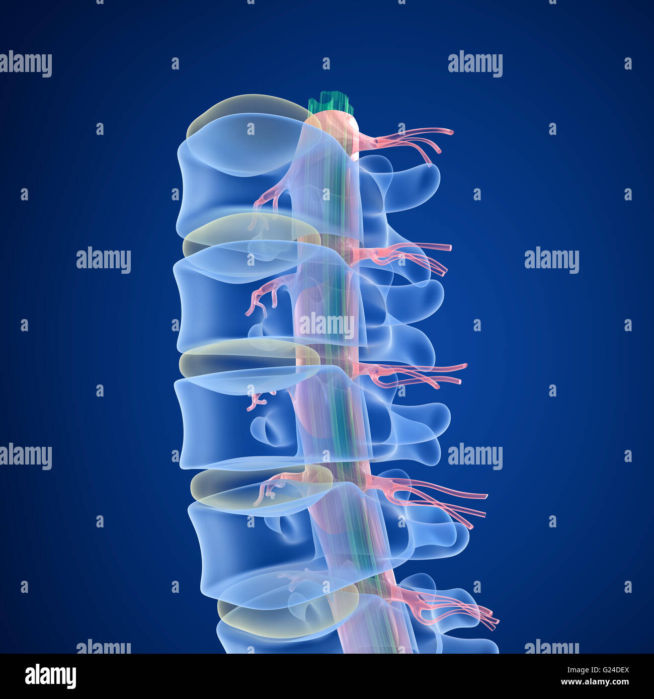 Colonne vertébrale humaine x-ray, en 3D render Banque D'Images