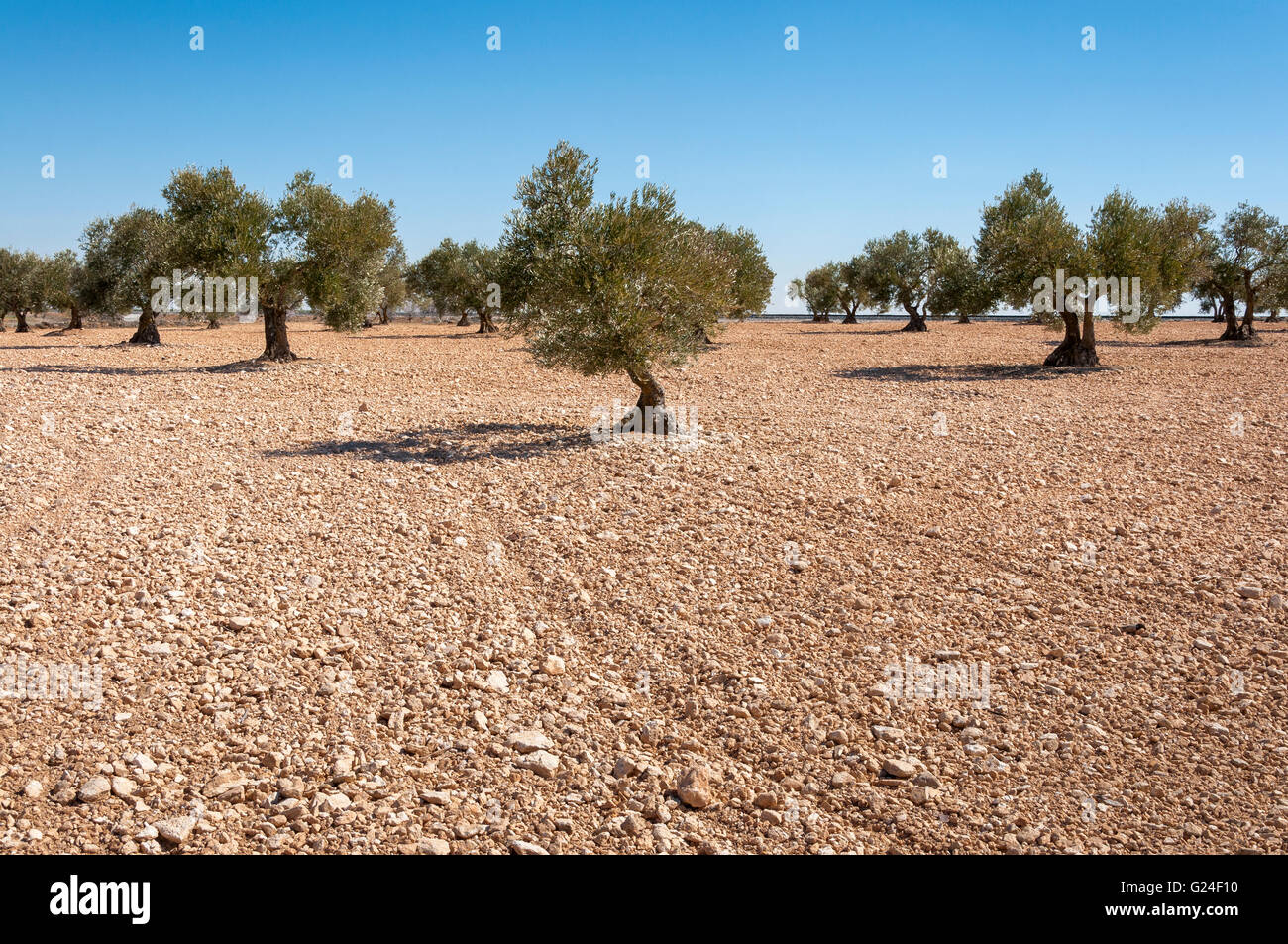 Oliviers dans un paysage agricole dans la province de Tolède, Espagne Banque D'Images