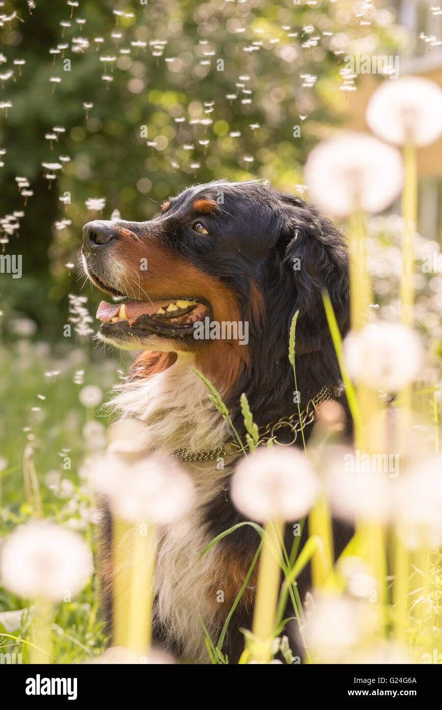 Bernois assis dans les pissenlits, tonique libre Banque D'Images