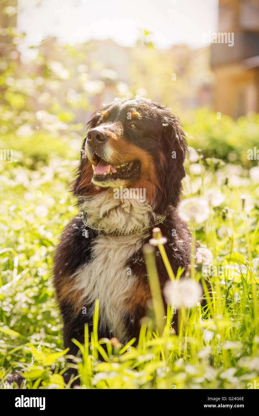 Bernois assis dans les pissenlits, tonique libre Banque D'Images