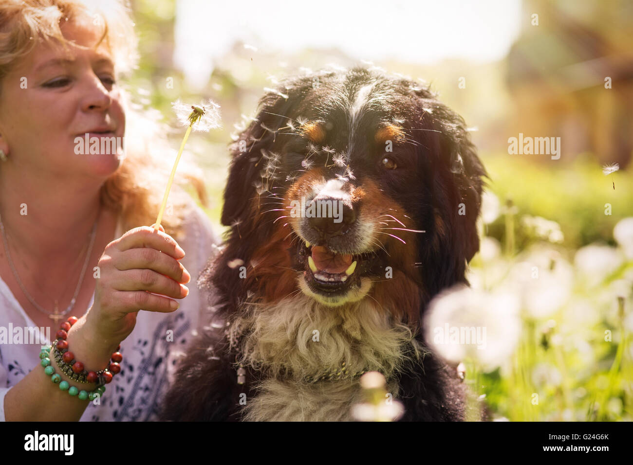 Femme jouant avec bernois assis dans les pissenlits, tonique libre Banque D'Images