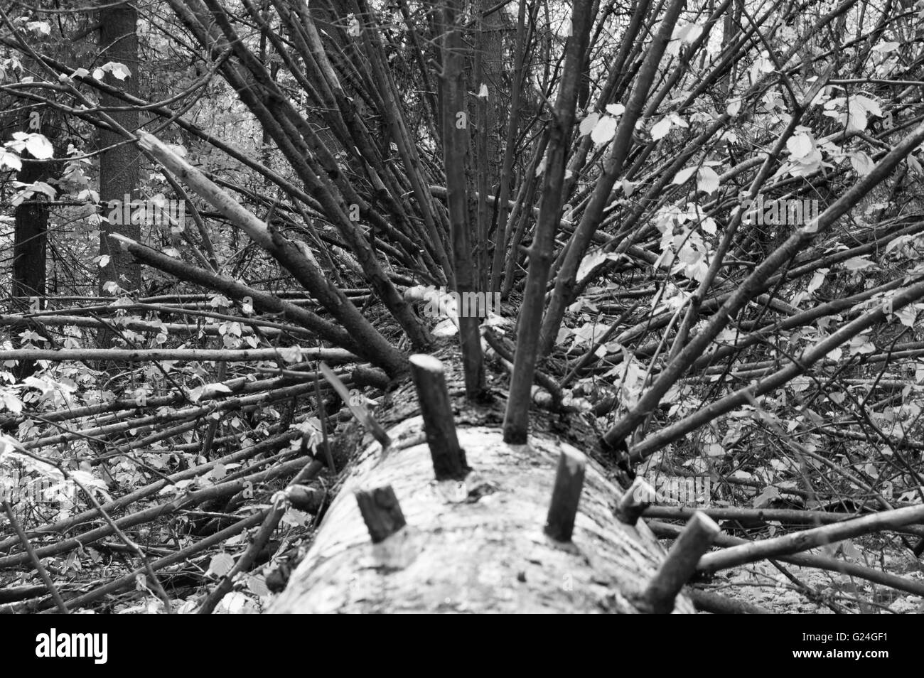 Trois morts en noir et blanc avec des branches. Banque D'Images