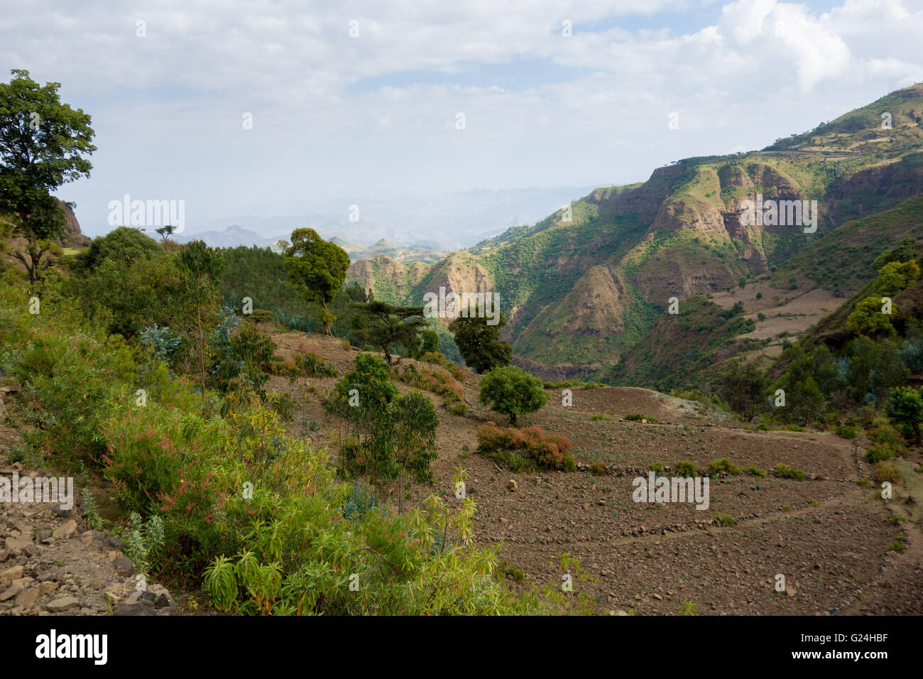 Surplombant une vallée dans le parc national des montagnes du Simien, région d'Amhara, en Éthiopie Banque D'Images