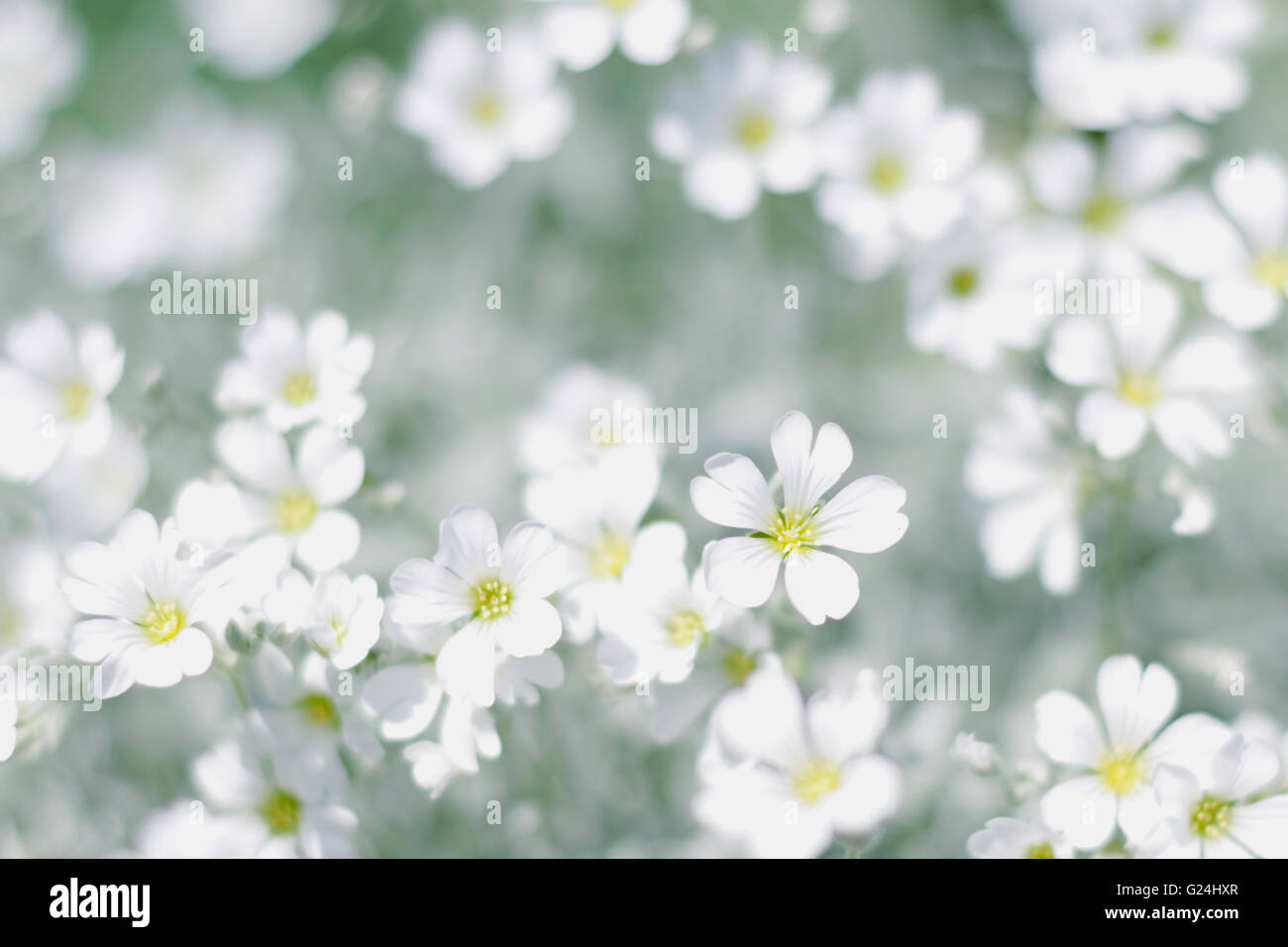 Champ de fleurs de printemps blanc - fond printemps Banque D'Images