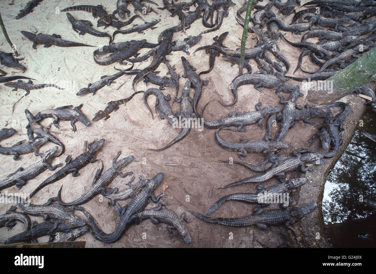 À la ferme des alligators bébé Aligator à St Augustine en Floride. Banque D'Images