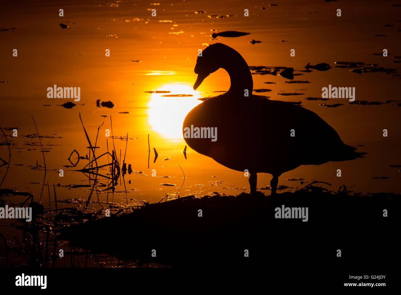 Cygne muet, femelle (Cygnus olor) debout sur son nid, le lever du soleil, printemps, E. Amérique du Nord Banque D'Images
