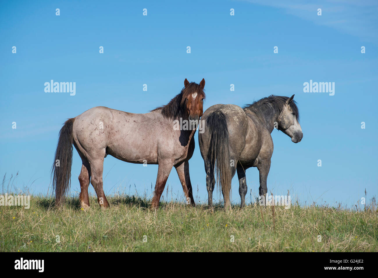 Paire de chevaux sauvages (Equs ferus), Mustang, Feral, Theodore Roosevelt National Park, Dakota du Nord, dans l'ouest de l'Amérique du Nord Banque D'Images