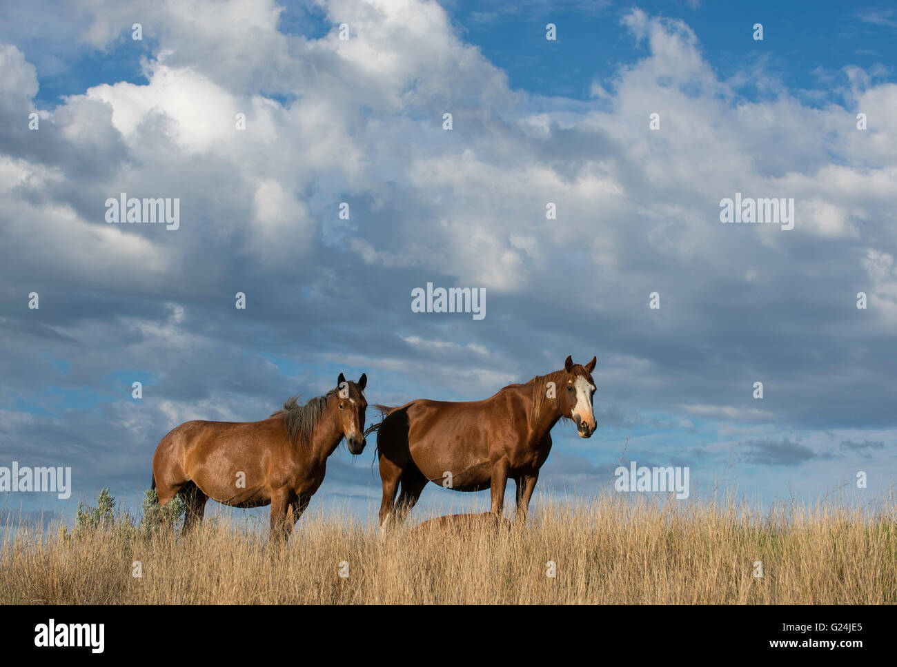 Paire de chevaux sauvages (Equs ferus), Mustang, Feral, Theodore Roosevelt National Park, Dakota du Nord, dans l'ouest de l'Amérique du Nord Banque D'Images