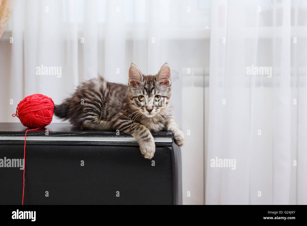 Hypoallergenic Cat Banque D Image Et Photos Alamy Hypoallergenic Cat Banque D Image Et Photos Alamy