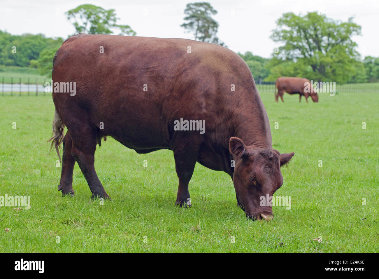 Sussex Vache (Bos primigenius). Le pâturage. La viande bovine race rare. Raveningham Park. Le Norfolk. L'Angleterre. UK. Banque D'Images