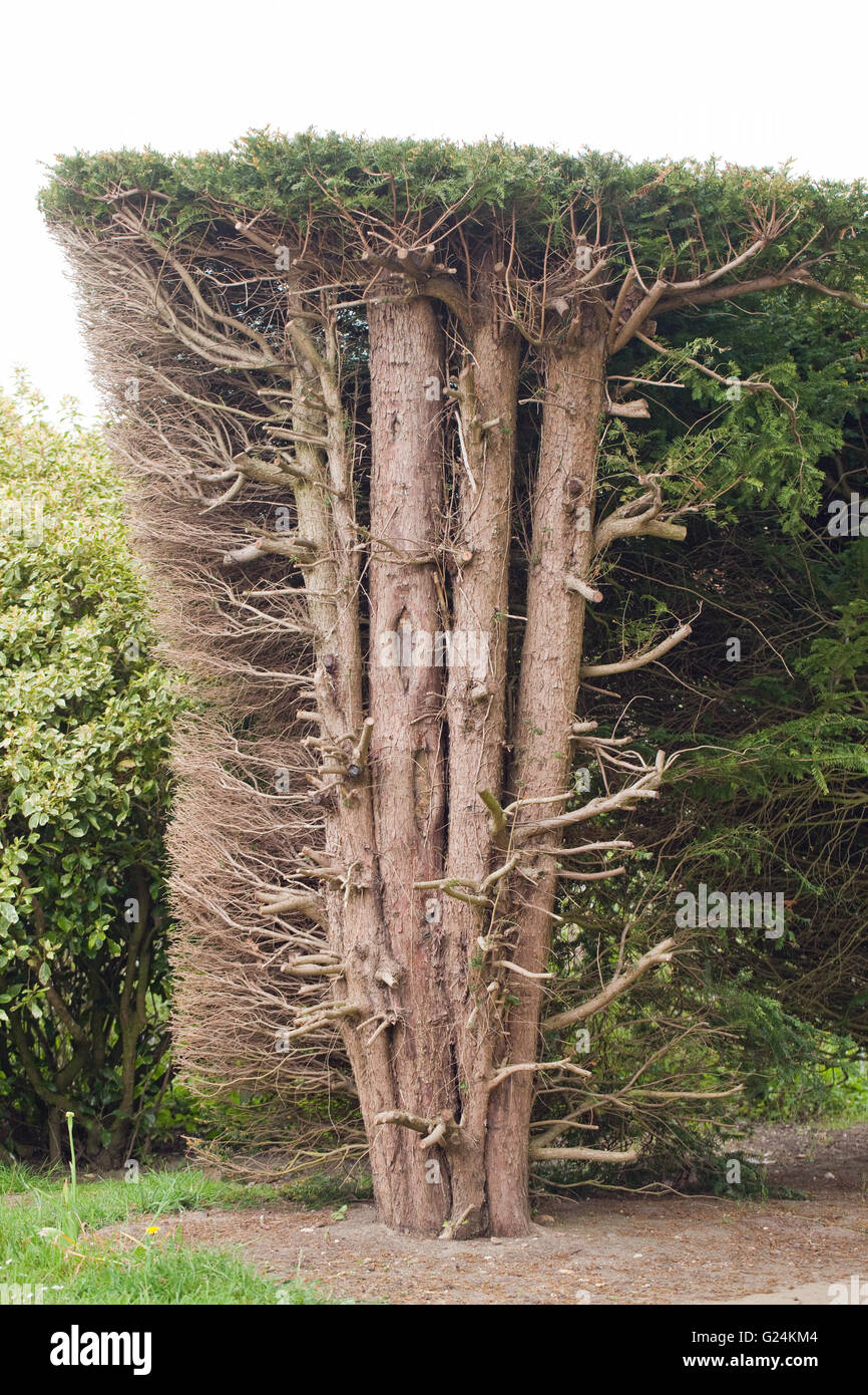 Haie d'if (Taxus baccata). Réduire couverture révélant des troncs et branches latérales à l'intérieur. Raveninham les jardins. Le Norfolk. Banque D'Images