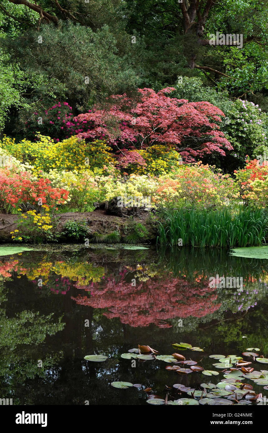 Azalea fleurs et arbres acer reflètent dans l'étang, stody lodge, North Norfolk, Angleterre Banque D'Images