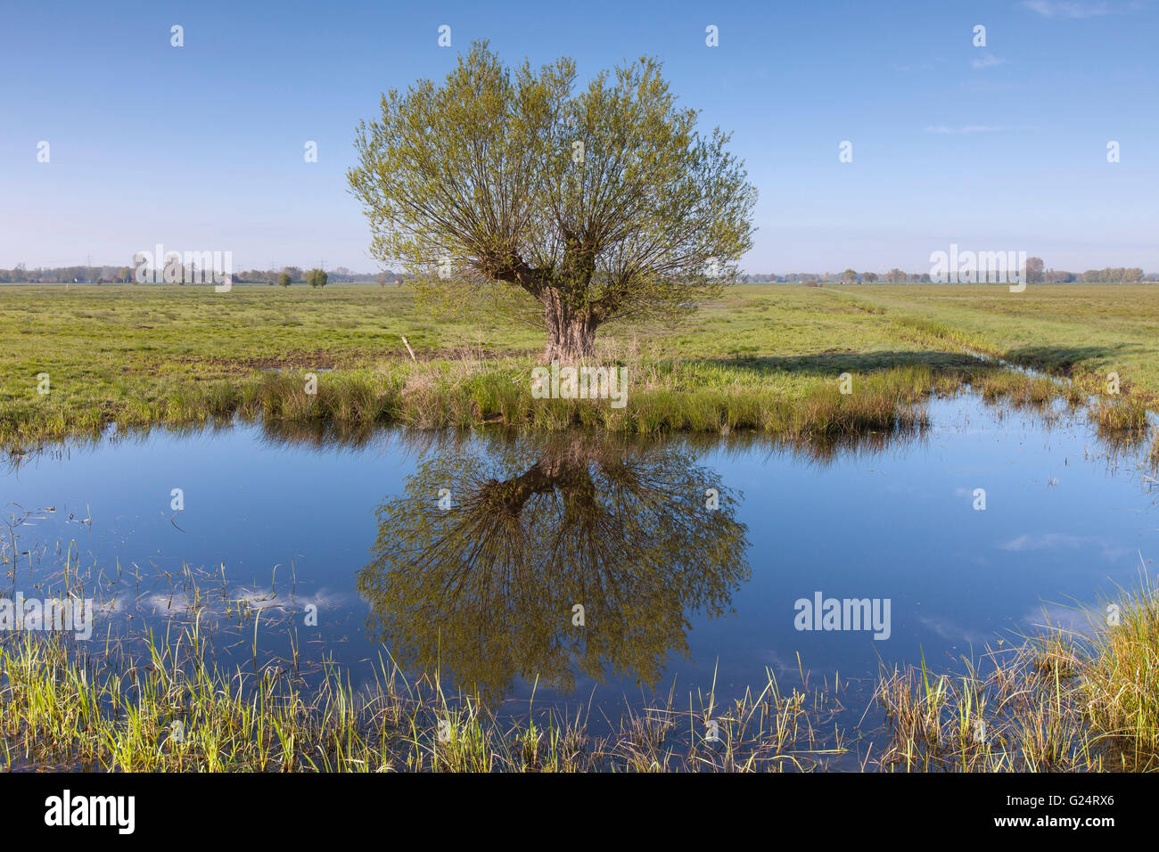 Le saule blanc (Salix alba) arbre solitaire reflète dans l'eau d'étang au printemps Banque D'Images