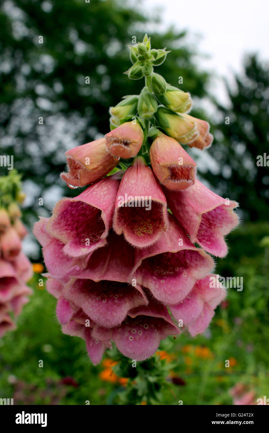 La digitaline est un genre d'environ 20 espèces de plantes vivaces, arbustes, et biennales communément appelé digitales. Banque D'Images