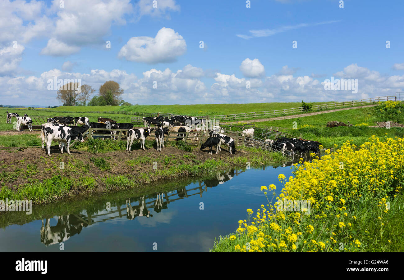 Les vaches broutent le long de la banque & Barmston Beverley ensemble vidange contre terres agricoles rurales et fleurs sauvages en fleurs sur une belle journée d'été. Banque D'Images