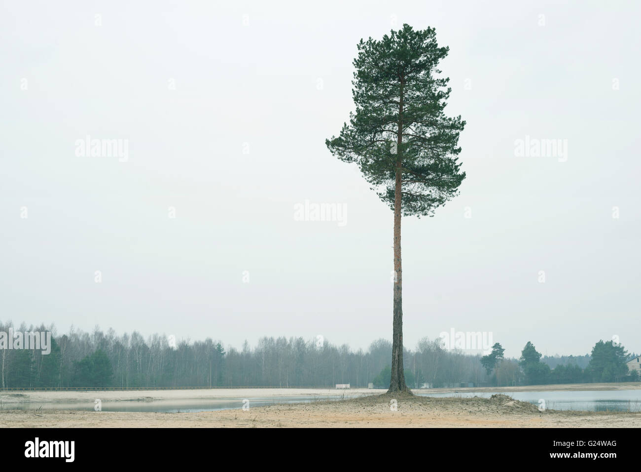 Grand pin solitaire arbre sur la rive de sable à proximité du lac Banque D'Images