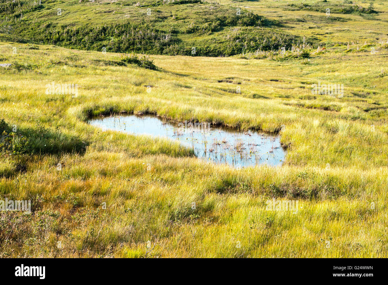 Grande flaque en prairie marécageuse entre les collines, dans le parc national du Gros-Morne, à Terre-Neuve, Canada. Banque D'Images