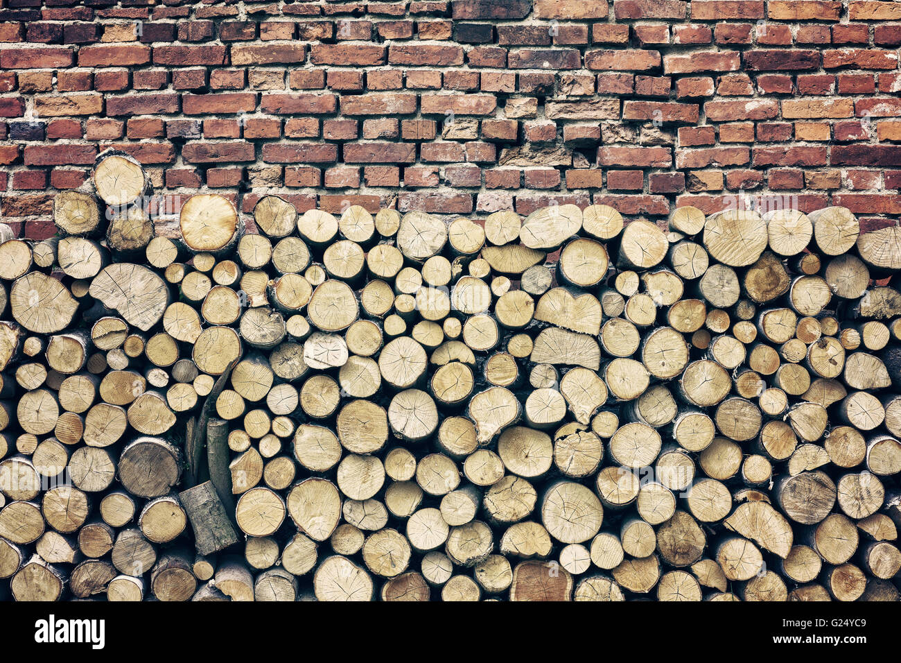 Les souches d'arbres aux couleurs rétro et old brick wall background. Banque D'Images