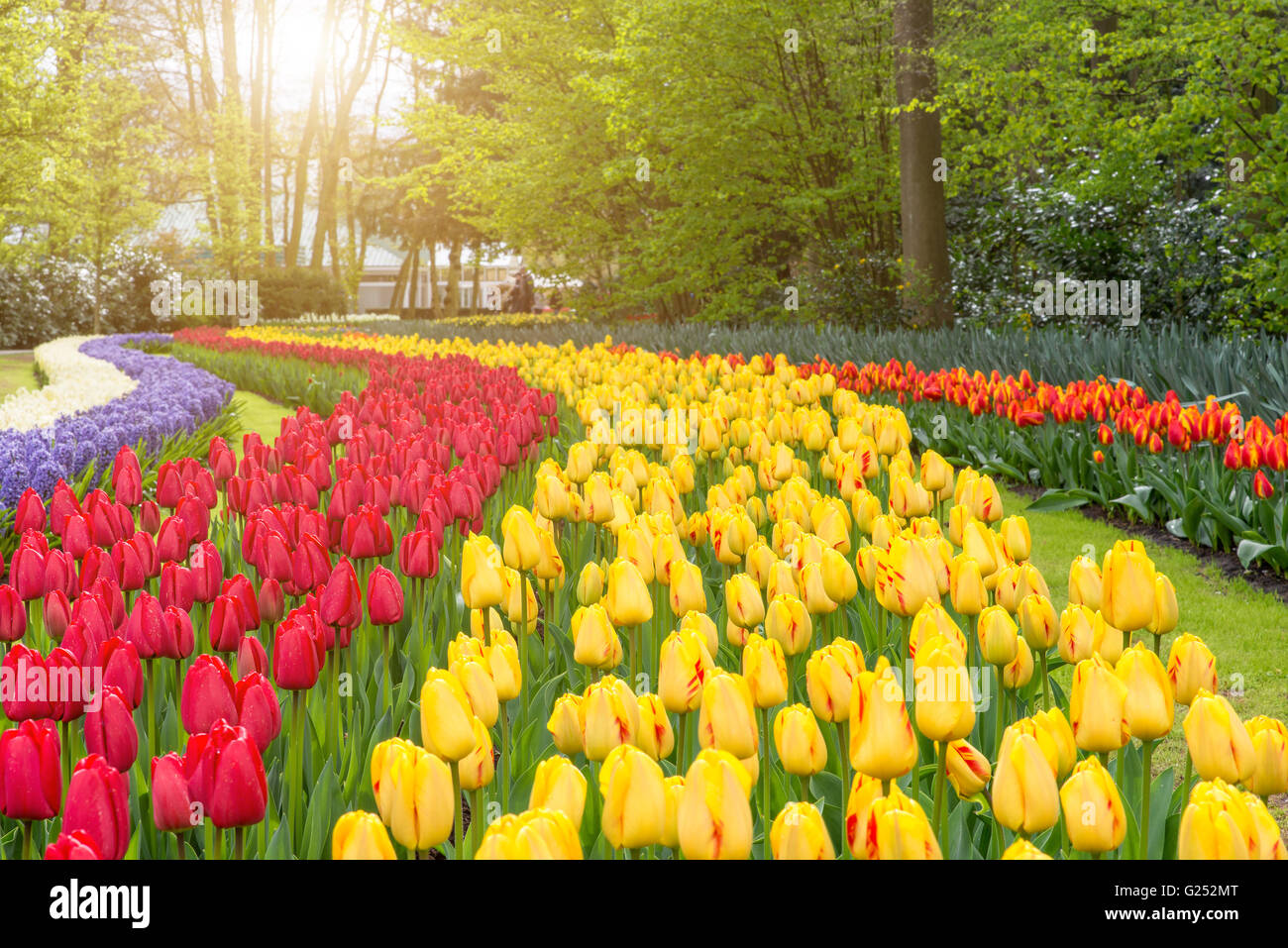 Beau bouquet de tulipes. tulipes colorées tulipes au printemps. Banque D'Images
