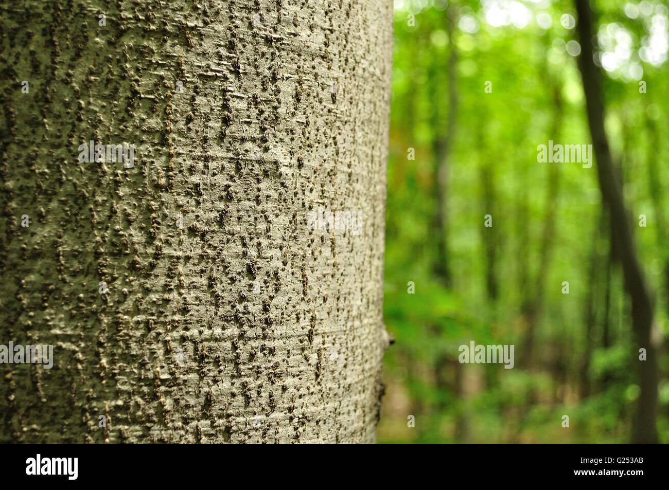 Vue détaillée de tronc d'arbre avec la forêt en arrière-plan flou Banque D'Images